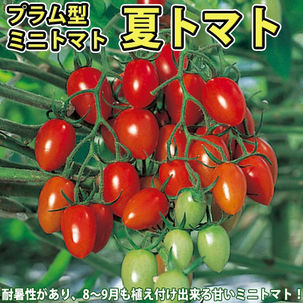 珍しいトマトの苗6本セット 珍しいトマトの苗6本セット